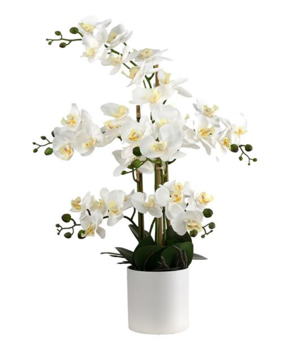 Potted White Orchid