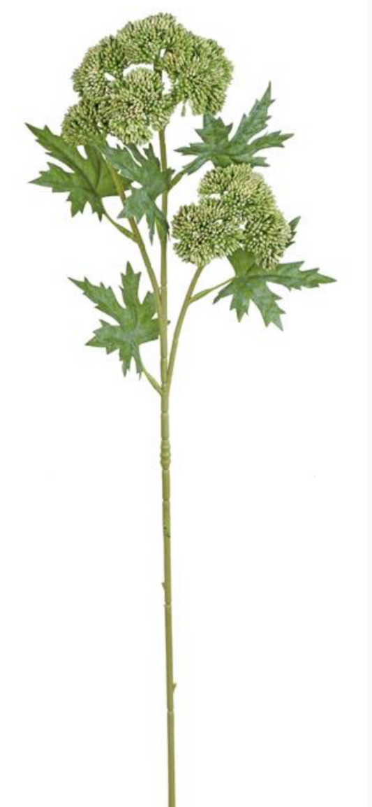 Green Sedum Spray