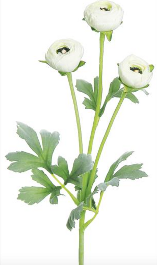 MINI RANUNCULUS