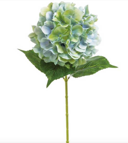 GARDEN HYDRANGEA