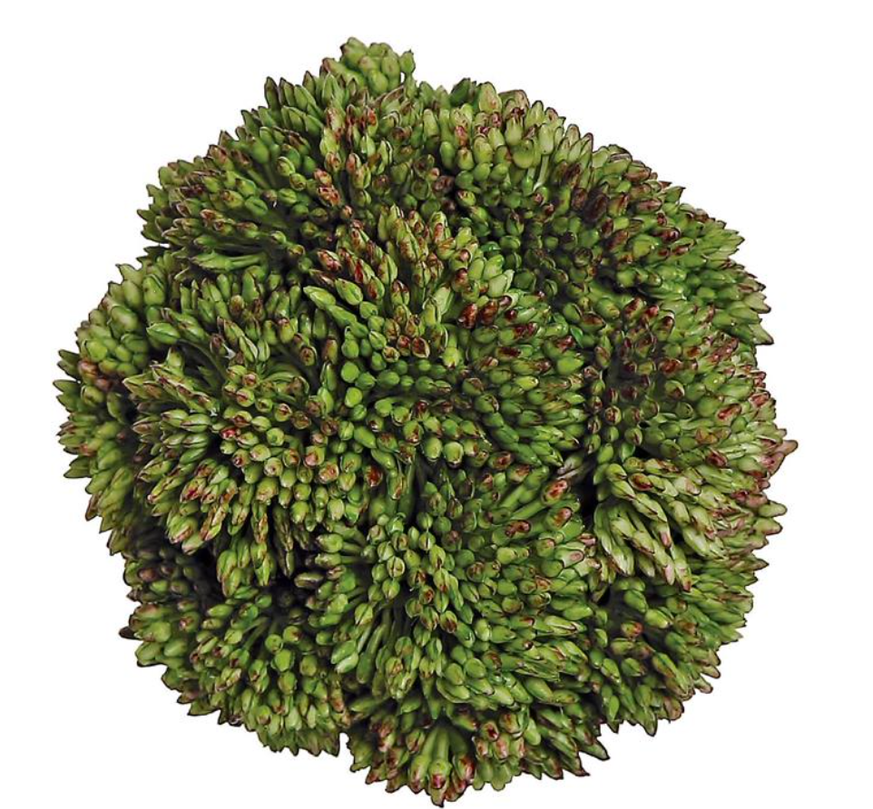 SEDUM ORB
