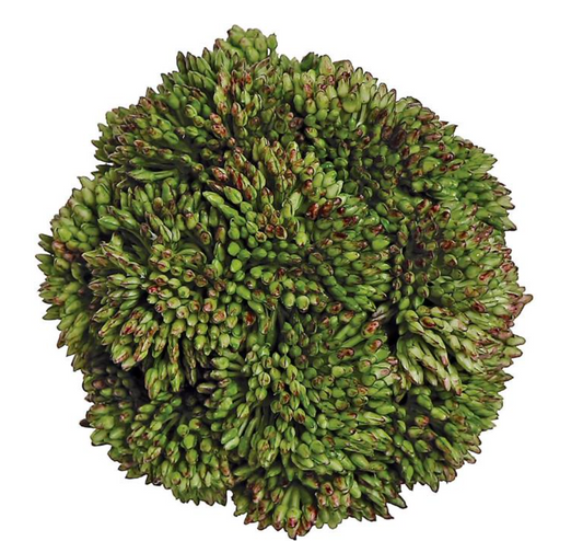SEDUM ORB
