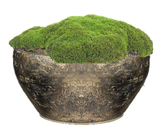 Dante Large Bowl with Moss